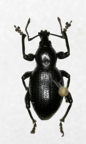 Réf. 15 644 : Otiorhynchus morio