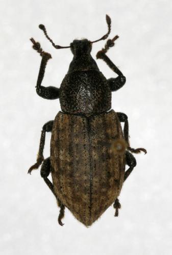 Barynotus sp.