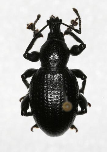 Réf. 15 739 : Otiorhynchus morio
