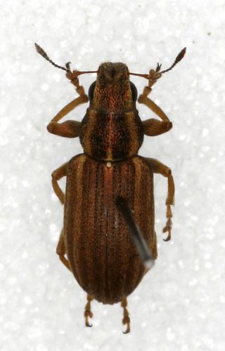 Réf. 15 757 : Sitona sp.