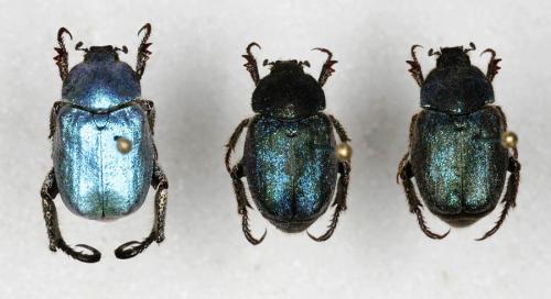 Réf. 15 876 : Hoplia coerulea