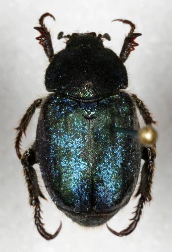 Réf. 15 889 : Hoplia coerulea
