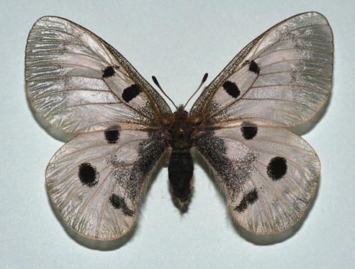 Parnassius apollo