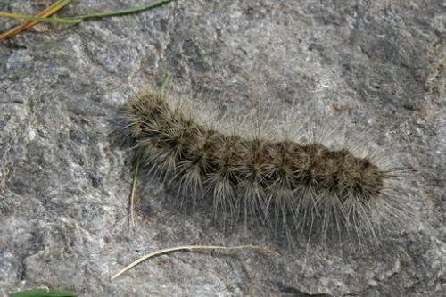 Arctia flavia