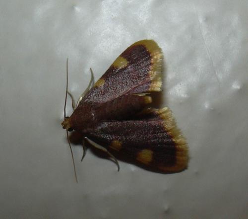 Hypsopygia costalis