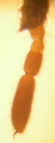 Anelasmocephalus cambridgei