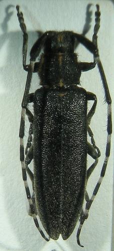 Agapanthia cynarae
