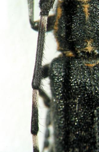 Agapanthia cynarae