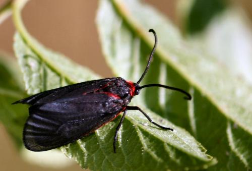 Aglaope infausta