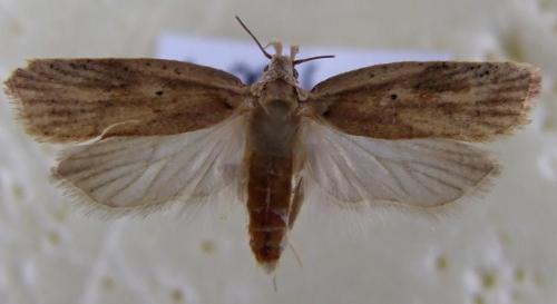 Réf. 15 707 : Agonopterix nervosa