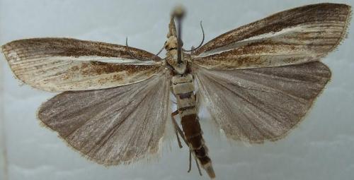 Agriphila tristella