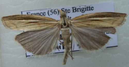 Agriphila tristella