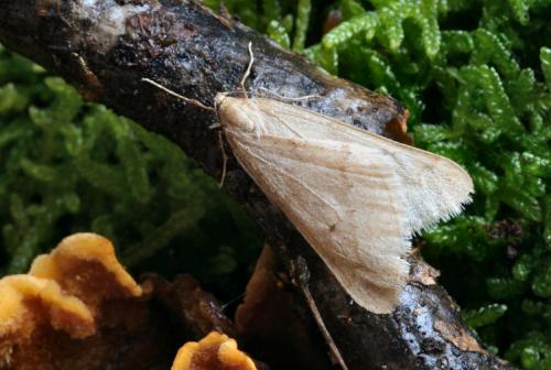 Alsophila aceraria