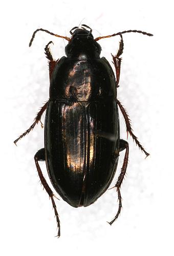 Amara aenea
