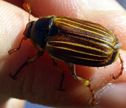 Amphimallon pini