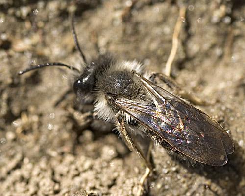 Andrena vaga