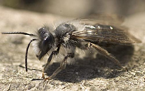 Andrena vaga