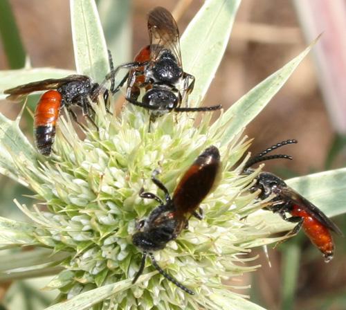 Sphecodes sp.