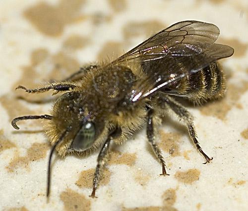 Osmia caerulescens