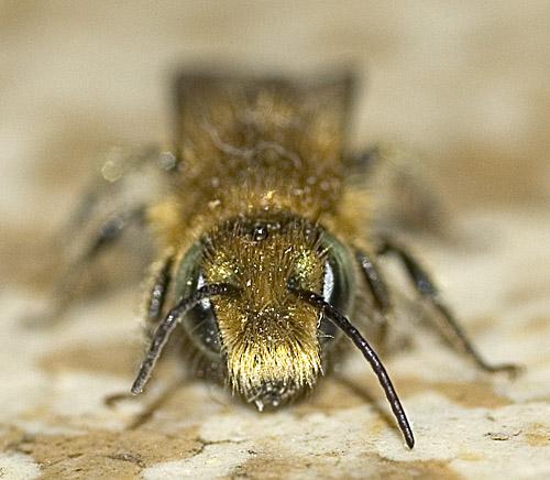 Osmia caerulescens