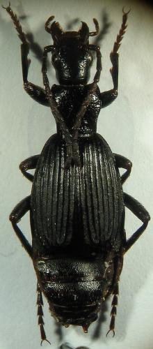 Réf. 15 513 : Aptinus lugubris
