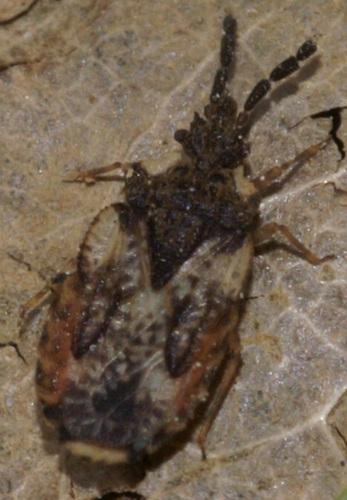 Aradus depressus