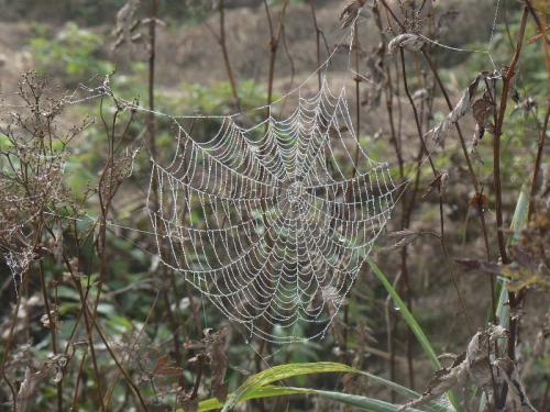 Araneus sp.