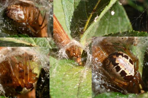 Steatoda sp.