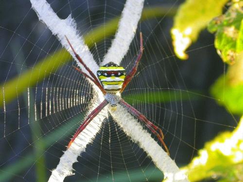 Réf. 15 228 : Argiope sp.