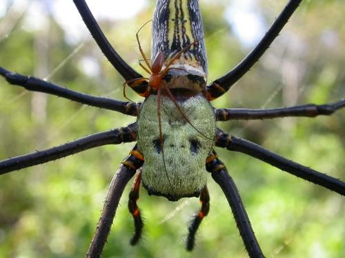 Réf. 15 227 : Nephila pilipes