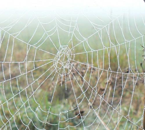 Araneus sp.