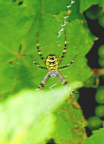 Argiope bruennichi
