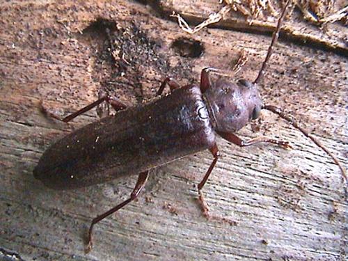 Arhopalus rusticus