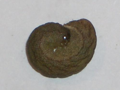 Phlogophora meticulosa