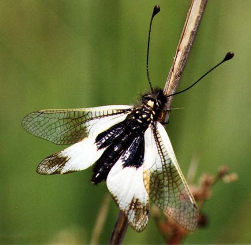 Libelloides lacteus