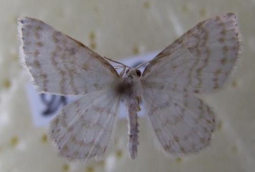 Réf. 15 706 : Asthena albulata