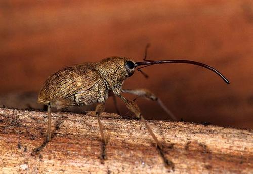 Curculio elephas