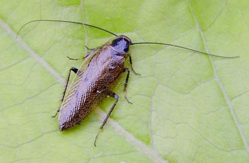 Ectobius lapponicus