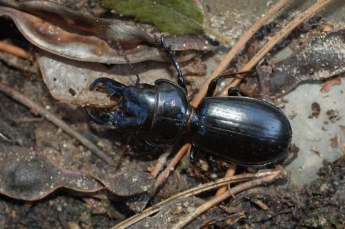 Scarites buparius