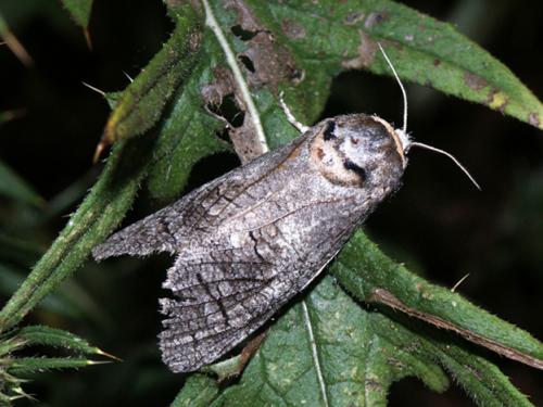 Réf. 15 034 : Cossus cossus