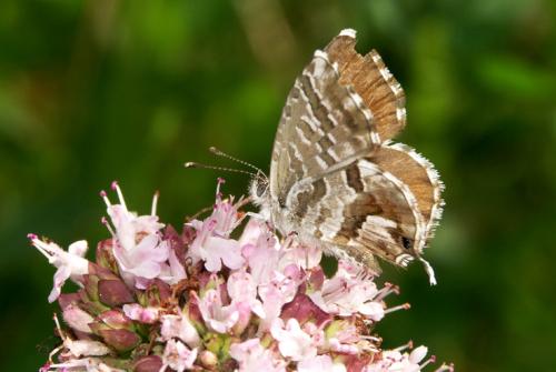 Réf. 15 057 : Cacyreus marshalli