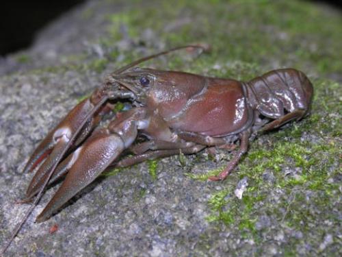 Réf. 15 383 : Pacifastacus leniusculus