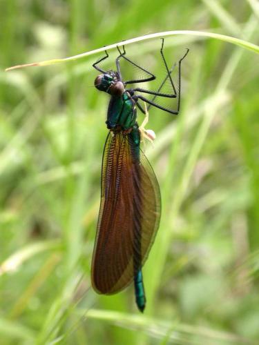 Réf. 15 775 : Calopteryx virgo meridionalis