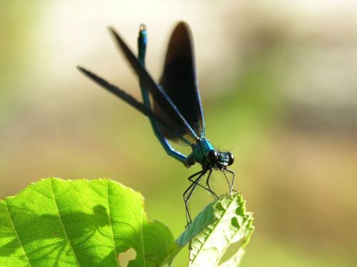 Calopteryx virgo meridionalis