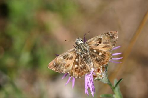Carcharodus alceae
