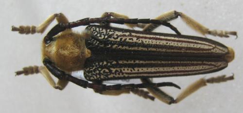 Mallosia imperatrix tauricola