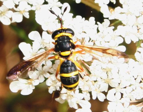 Réf. 15 364 : Ceriana vespiformis