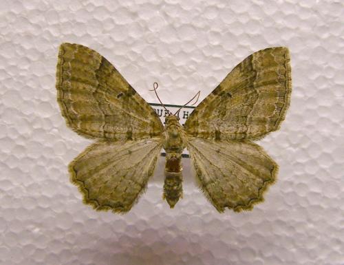 Triphosa sp.