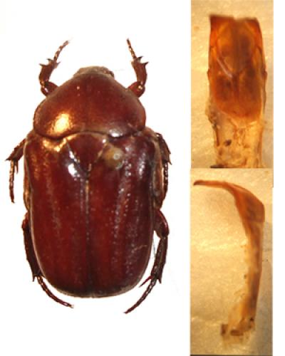 Oplostomus fuligineus