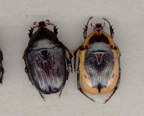 Rhyxiphloea corticina